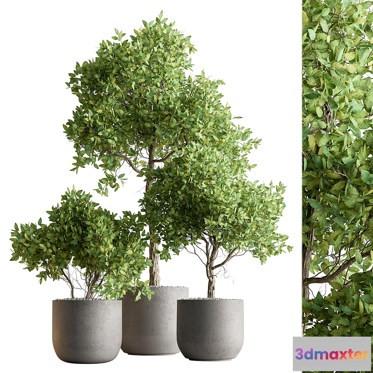 1448434 - Indoor Plant 590 -Tree in Pot 3D Max