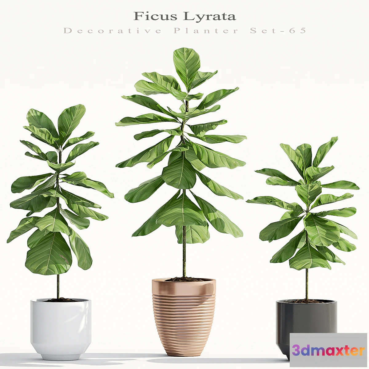 1449006 - Ficus Lyrata (Plant 65) 3D Max
