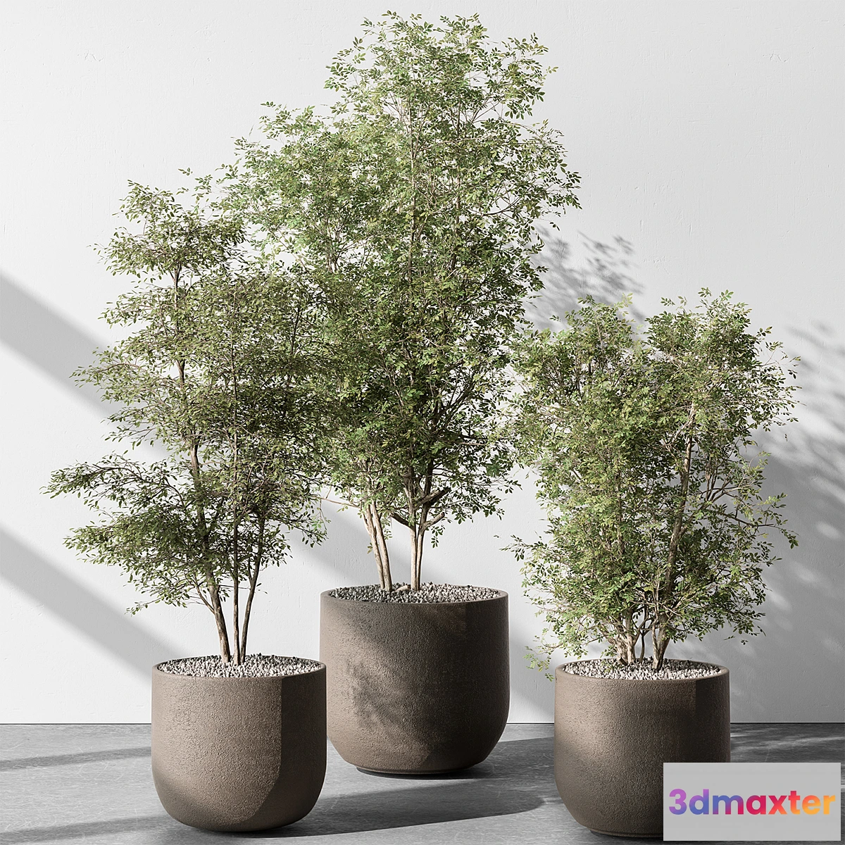 1449208 - Indoor Plant 543 - Sapling Tree 3D Max