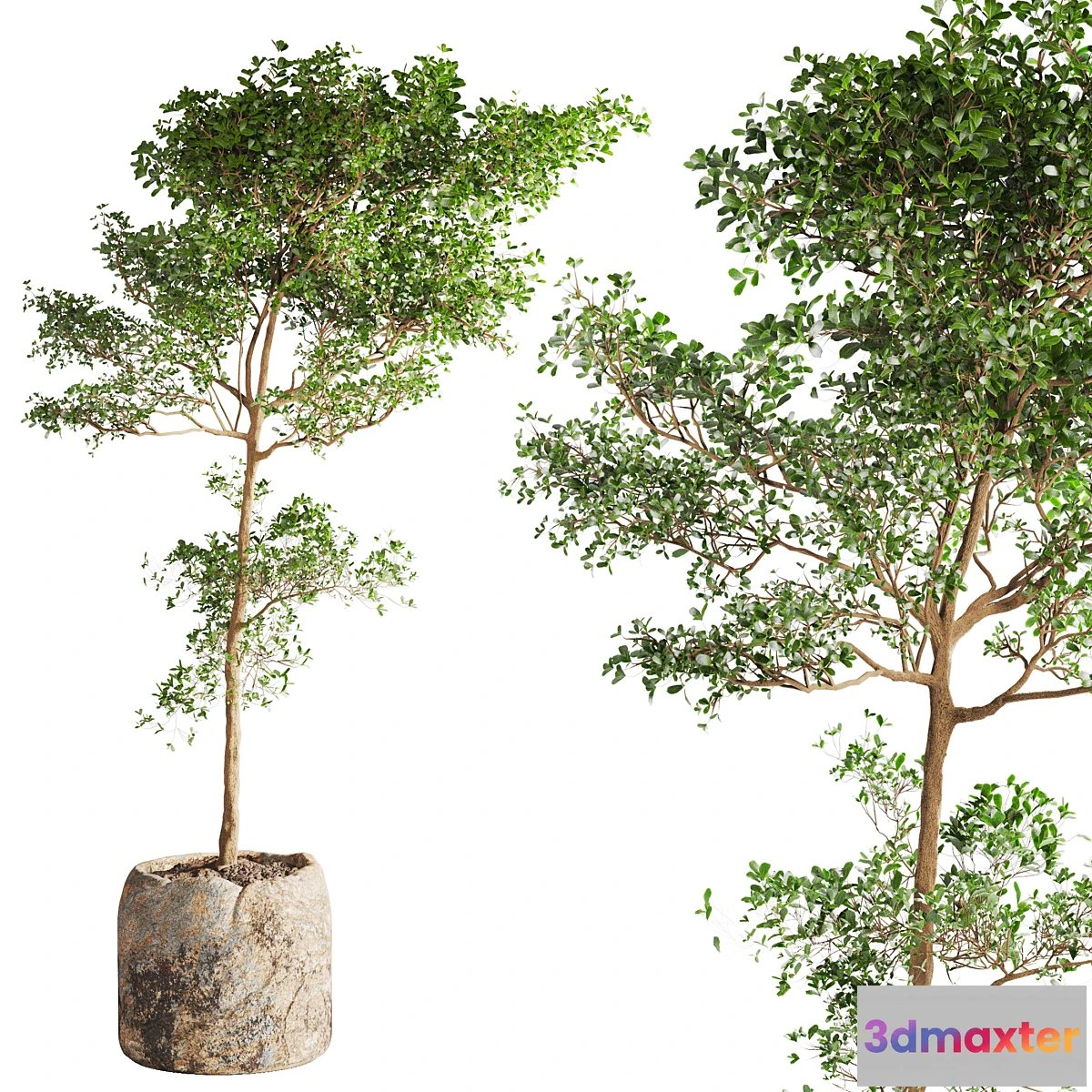 1450662 - bucida buceras Plant in Handmade Planter 3D Max