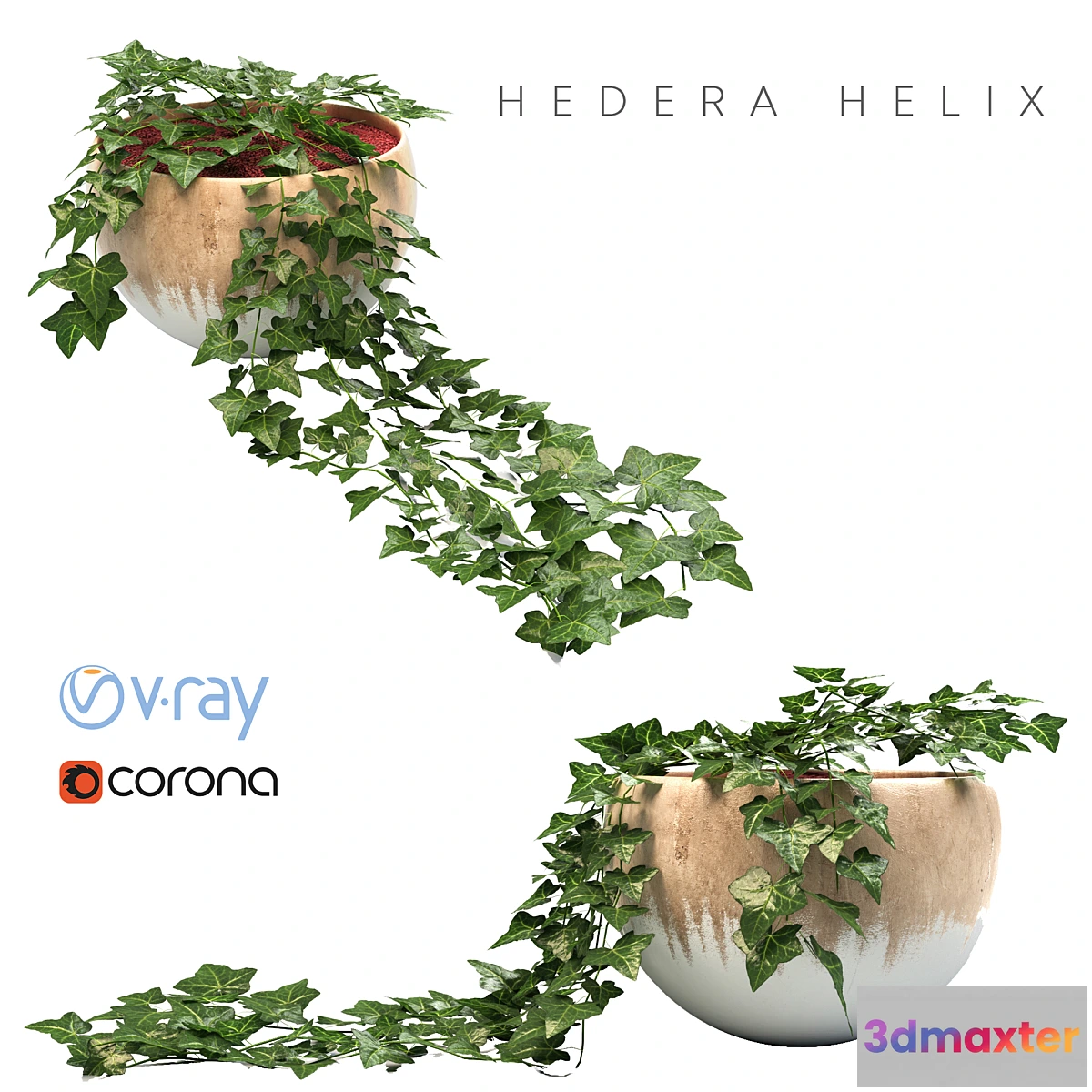 1450858 - ivy planter 3D Max