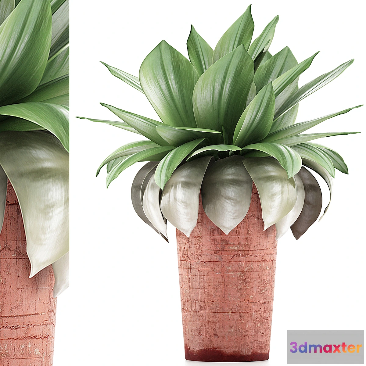 1450962 - Plants Collection 78 Agave 3D Max