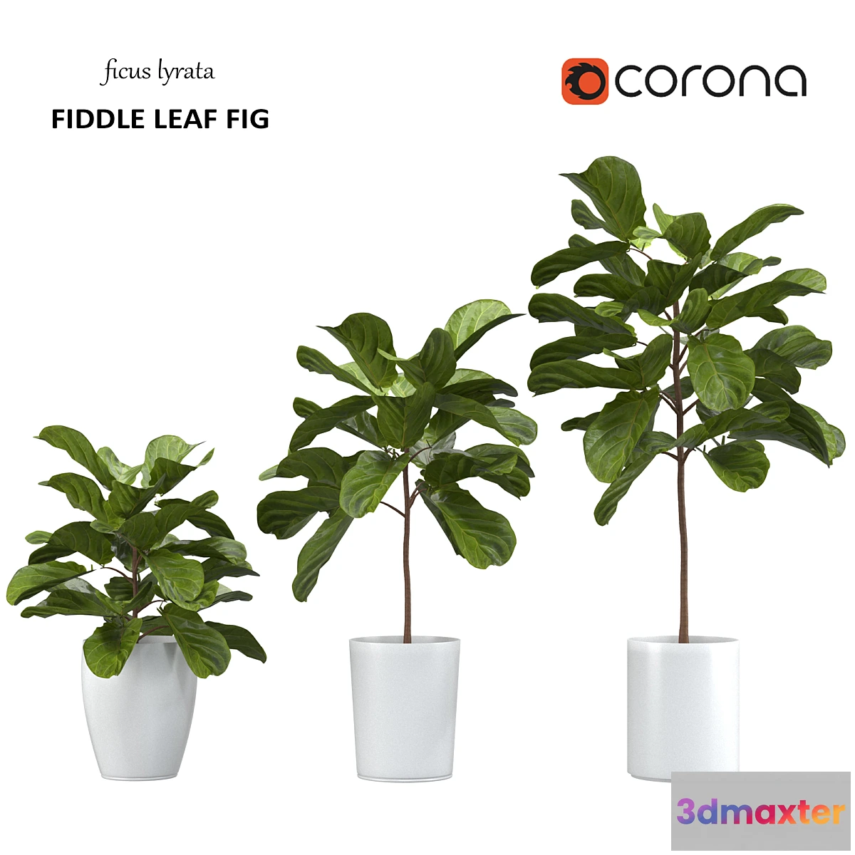1451776 - Ficus lyrata - Fiddle Leaf Fig 3D Max