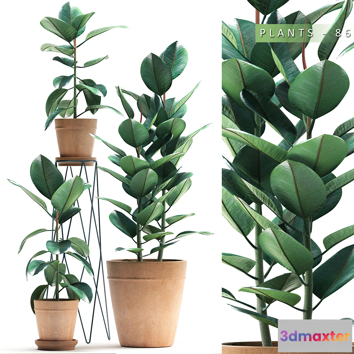 1452290 - PLANTS 86 3D Max