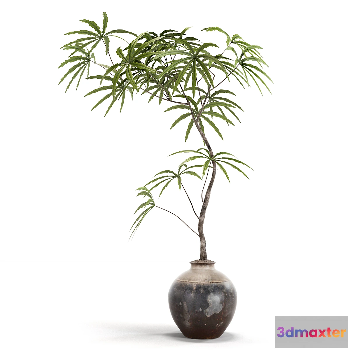 1453376 - indoor plants 3D Max