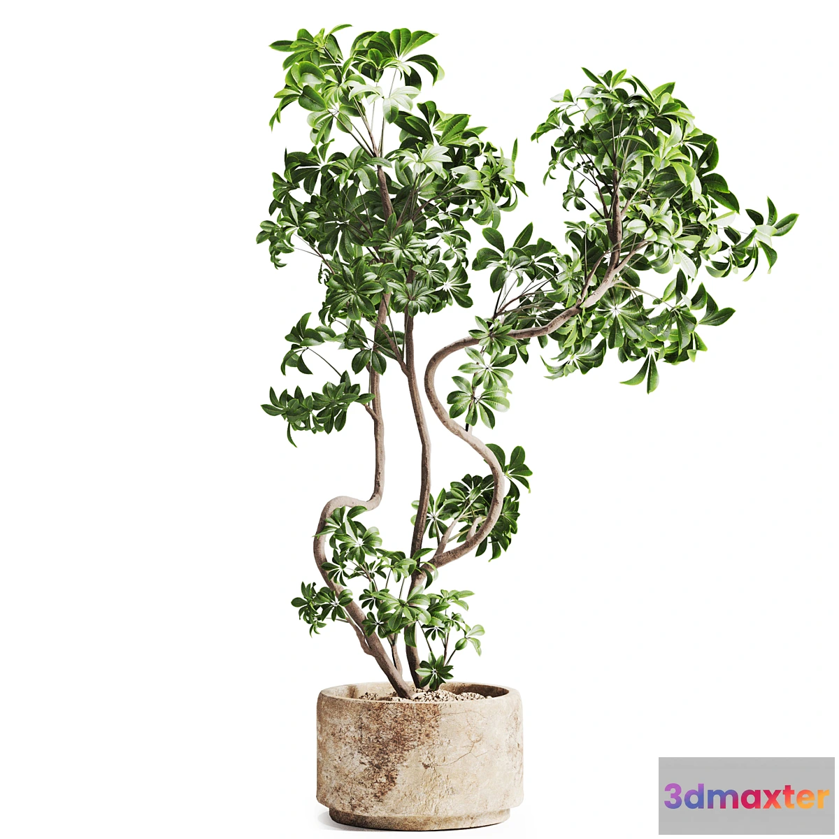 1453890 - schefflera plant in Stone Pot 3D Max