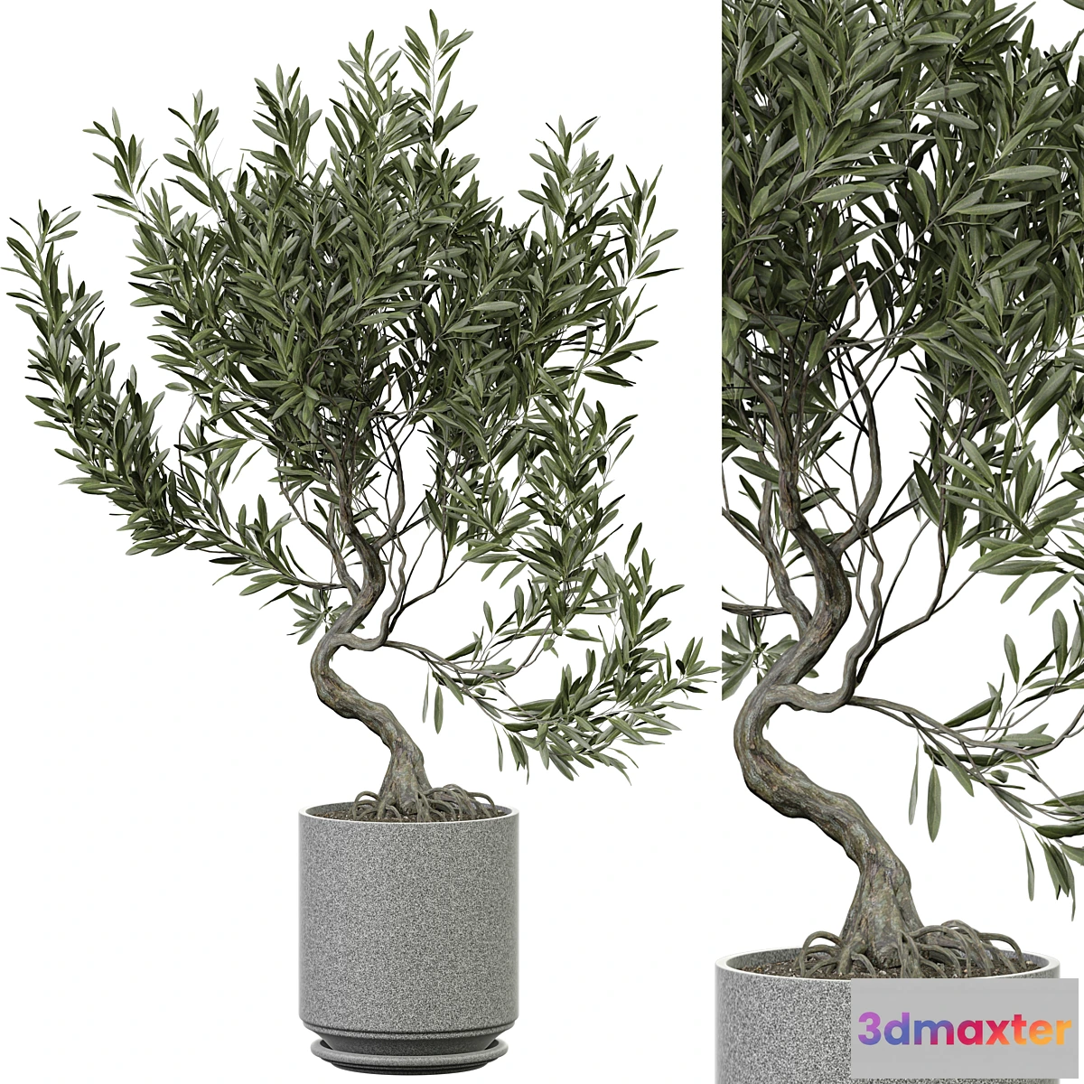 1454614 - indoor Plant 373 3D Max