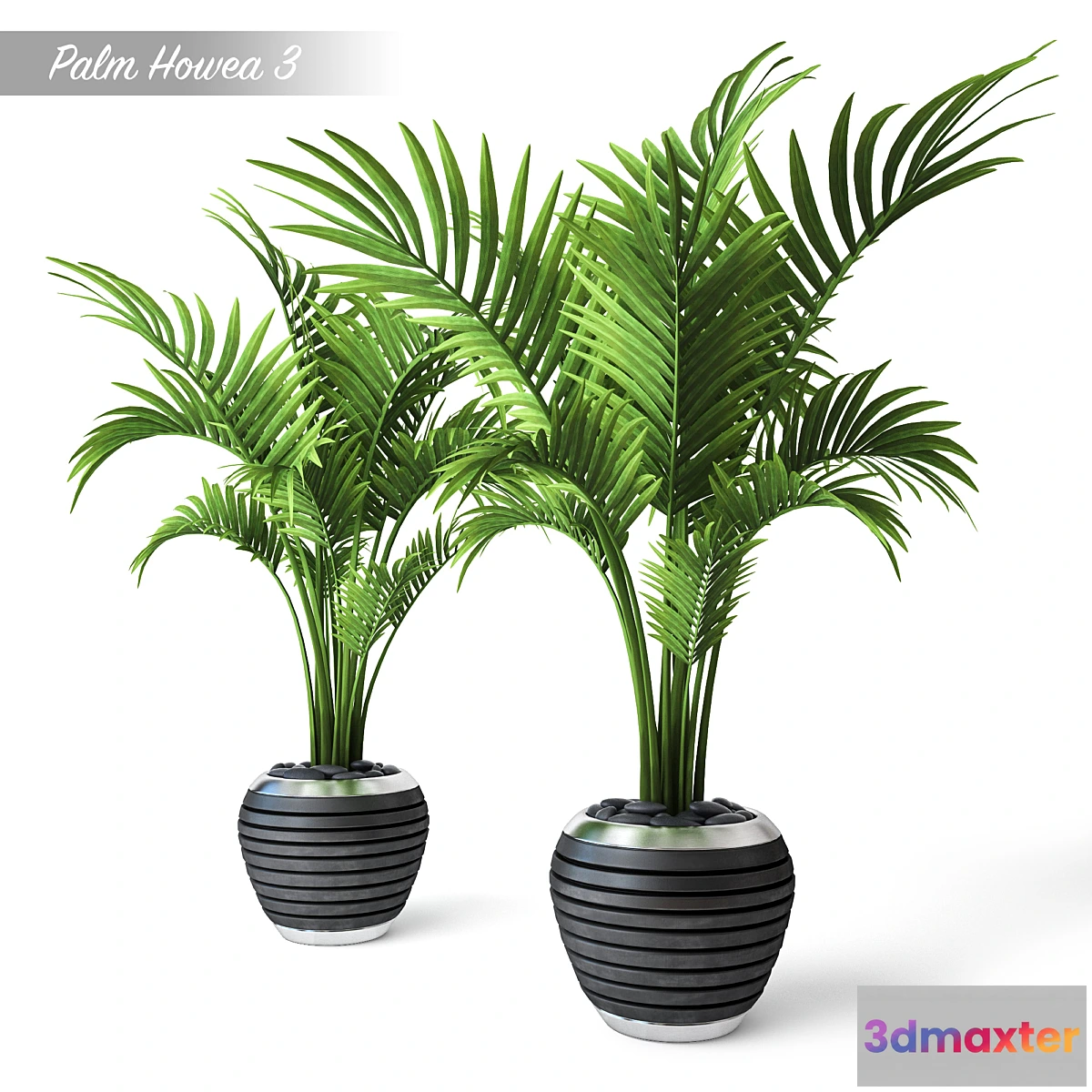 1455262 - Palm Howea 3 3D Max