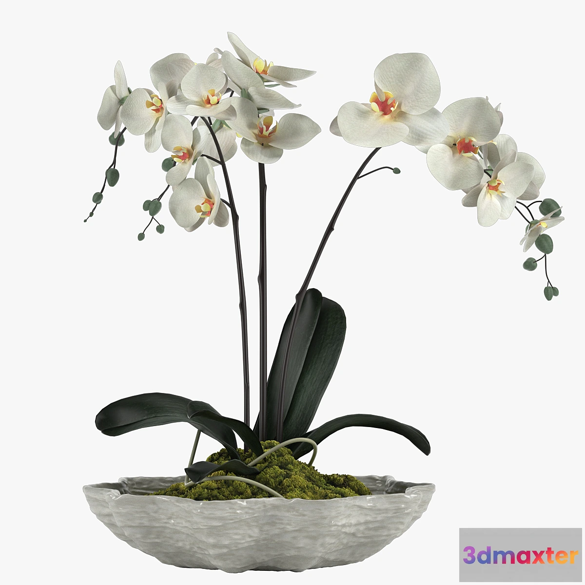 1455518 - Pot Plant 24 3D Max