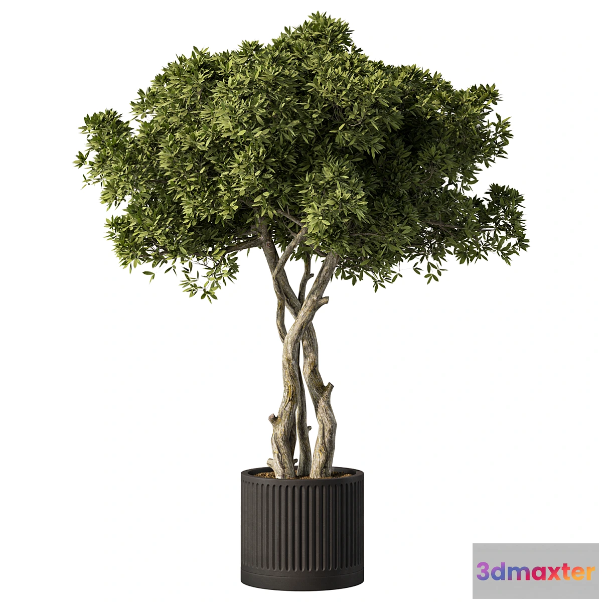 1455556 - Indoor Plant Set.106 3D Max