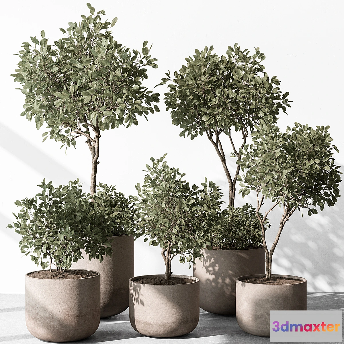 1455584 - Indoor Plant 572 - European Olive 3D Max