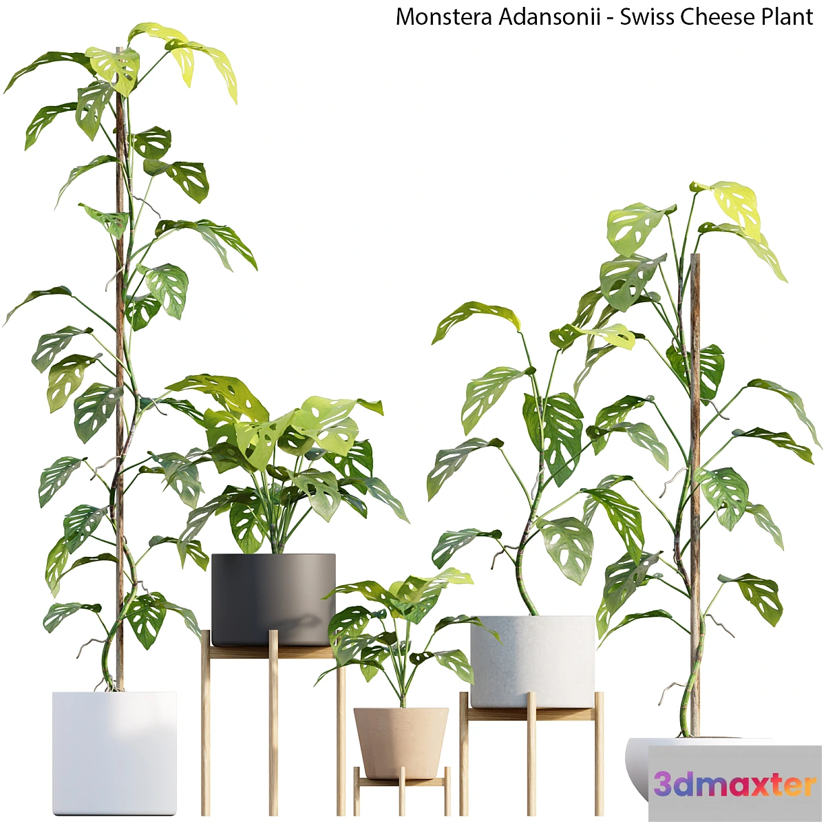 1456414 - Monstera Adansonii - Swiss Cheese Plant 3D Max