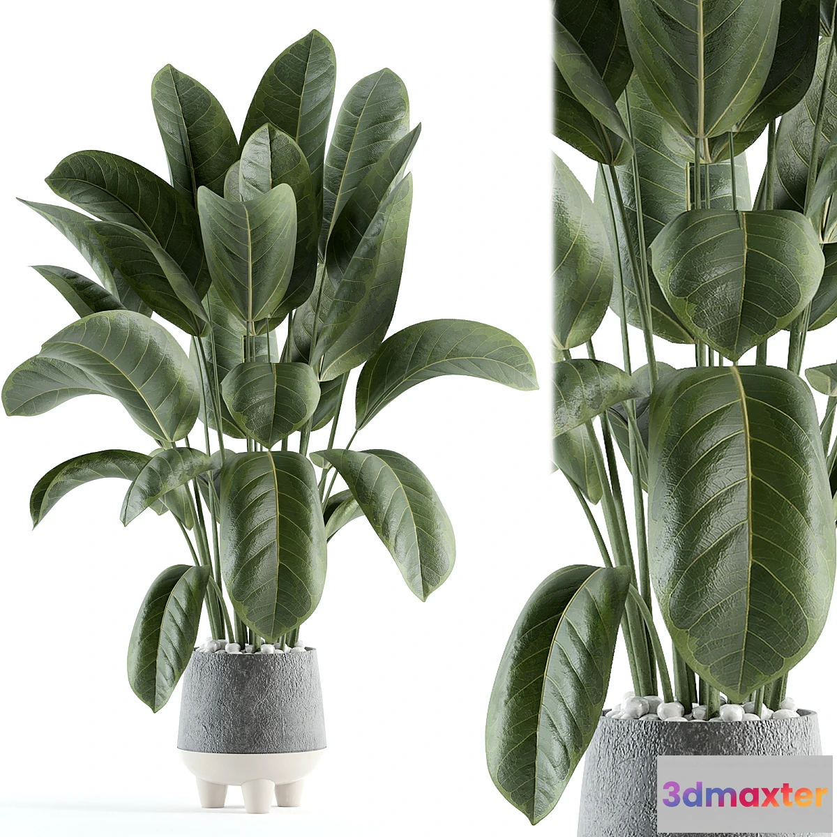 1457246 - indoor plant 152 3D Max