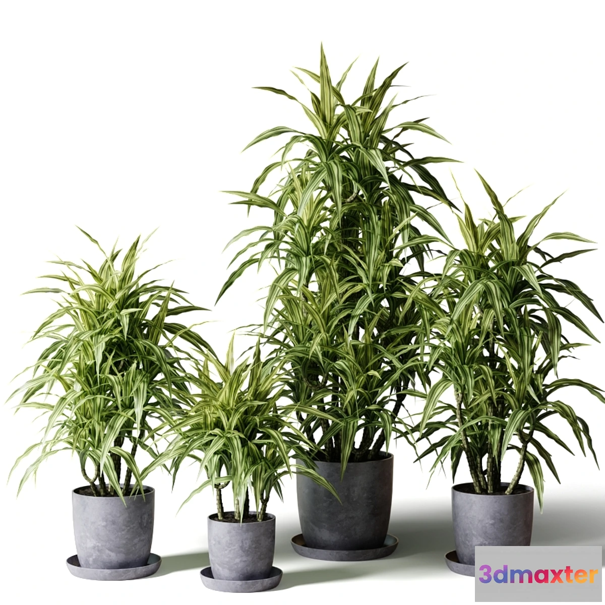 1458172 - Dracaena fragrant in gray pots 3D Max