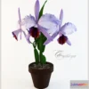 1458590 - cattleya 3D Max