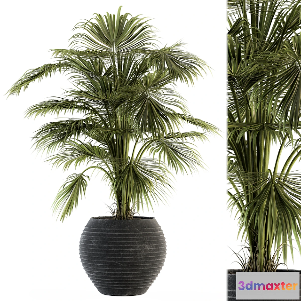 1459402 - indoor Plant Set 137 - Tropical Plant 3D Max