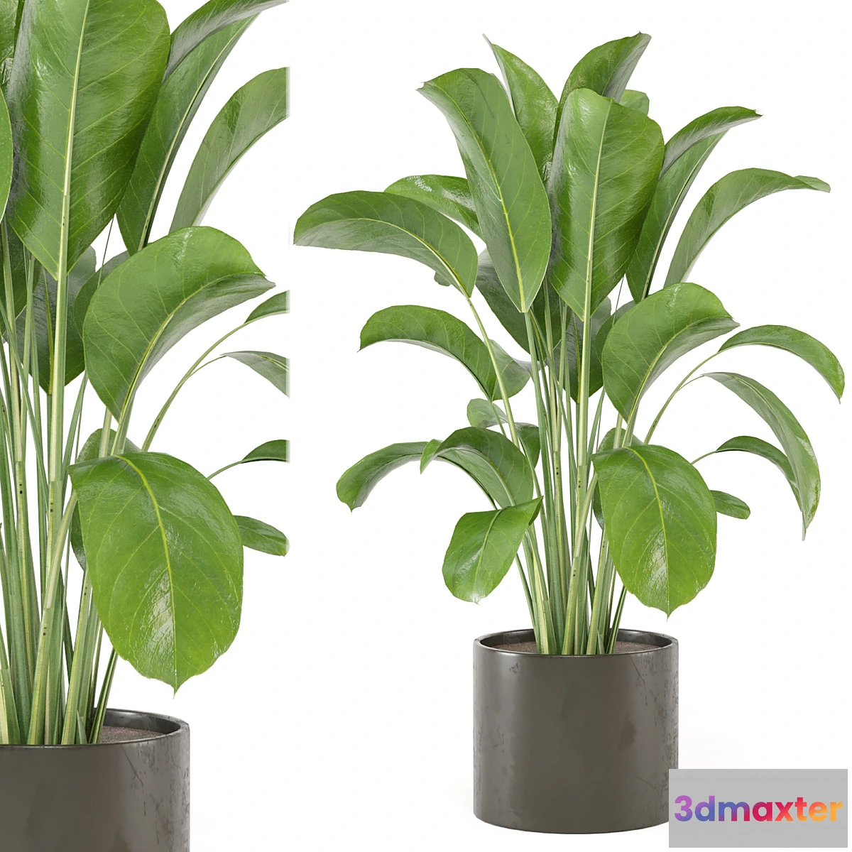 1459626 - Indoor Plants Collection - Set 455 3D Max