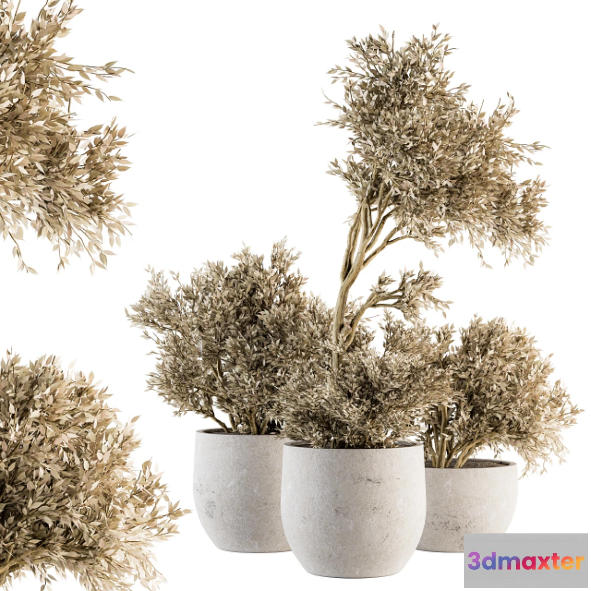 1459804 - indoor Plant Set 171 - Dry Plants 3D Max
