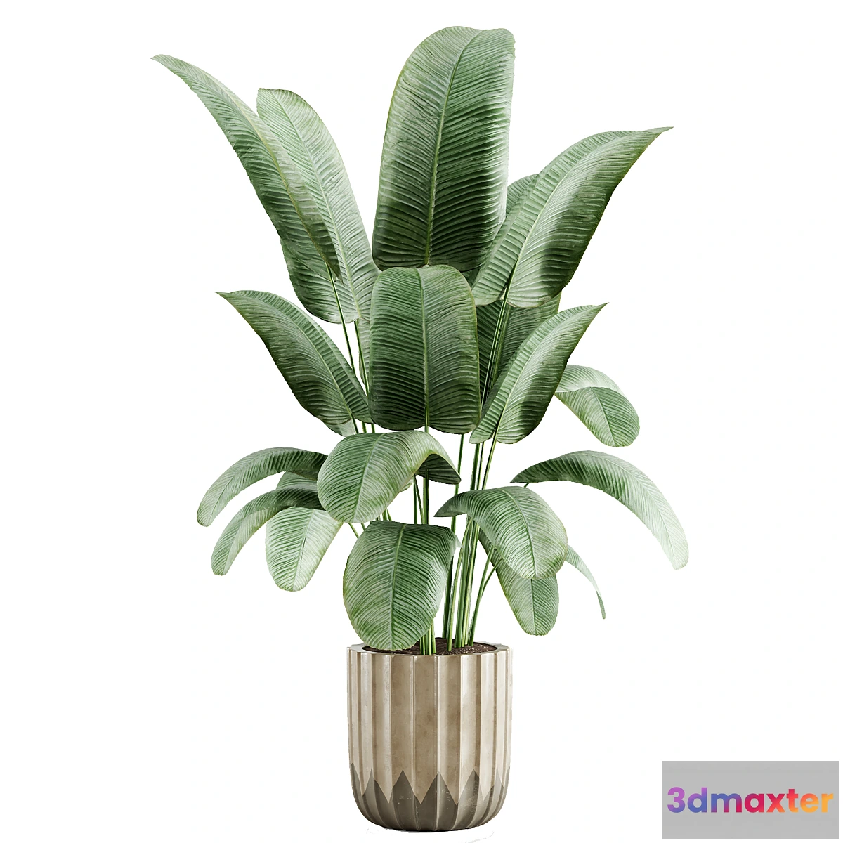 1459960 - indoor plant 01 3D Max