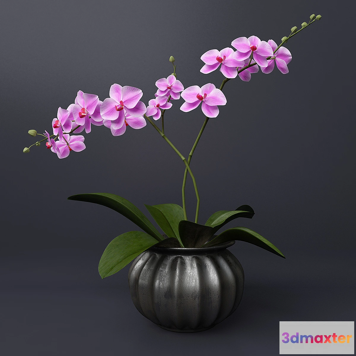 1460846 - Pink orchid 3D Max