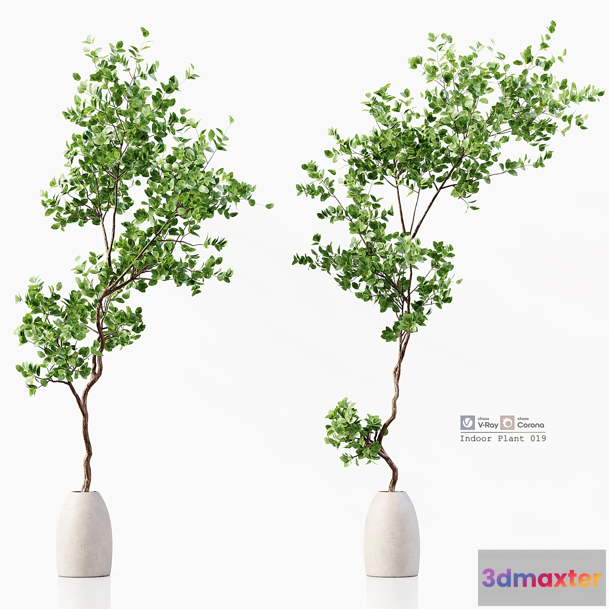 1461284 - Indoor Plant 019 3D Max