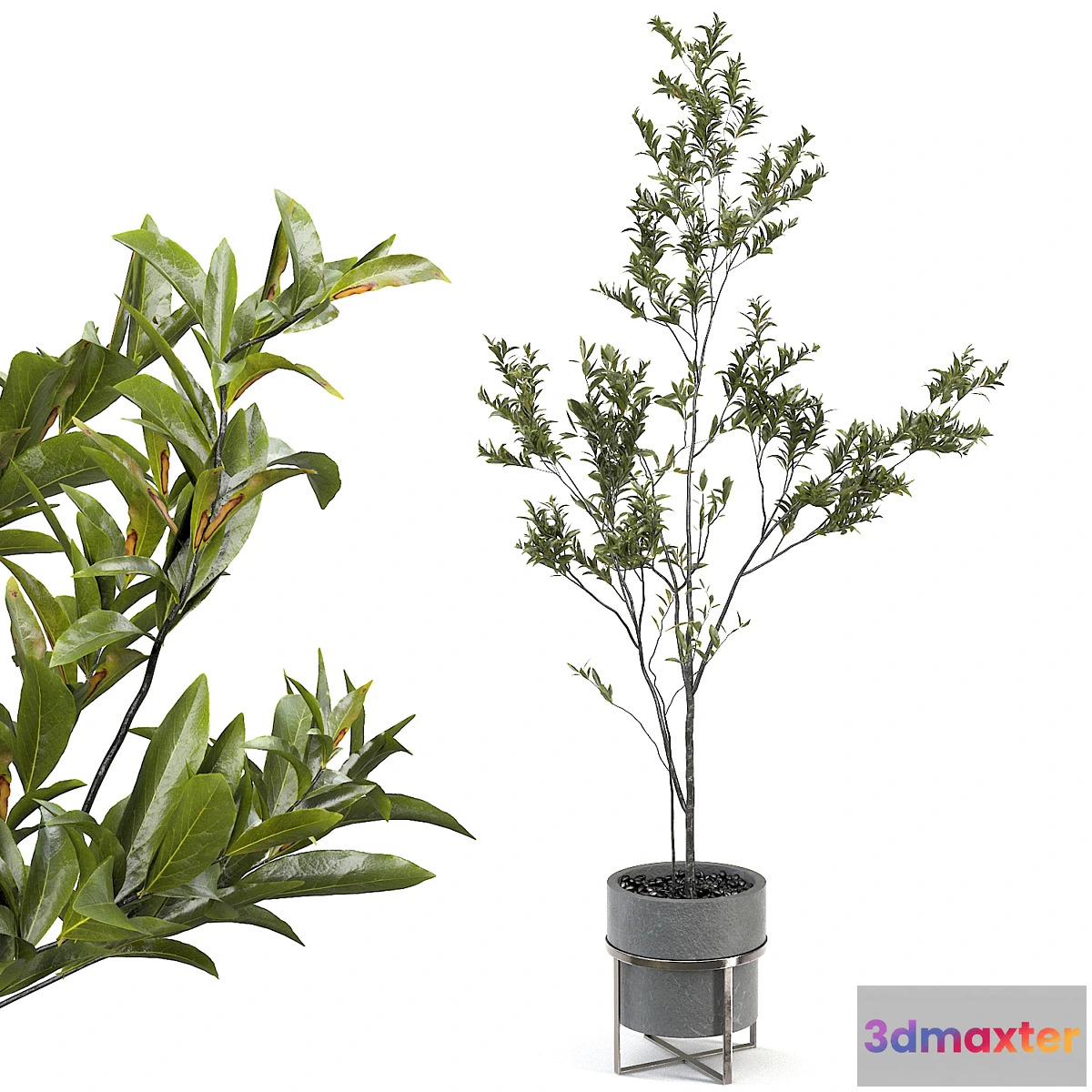 1461864 - indoor plant 004 3D Max