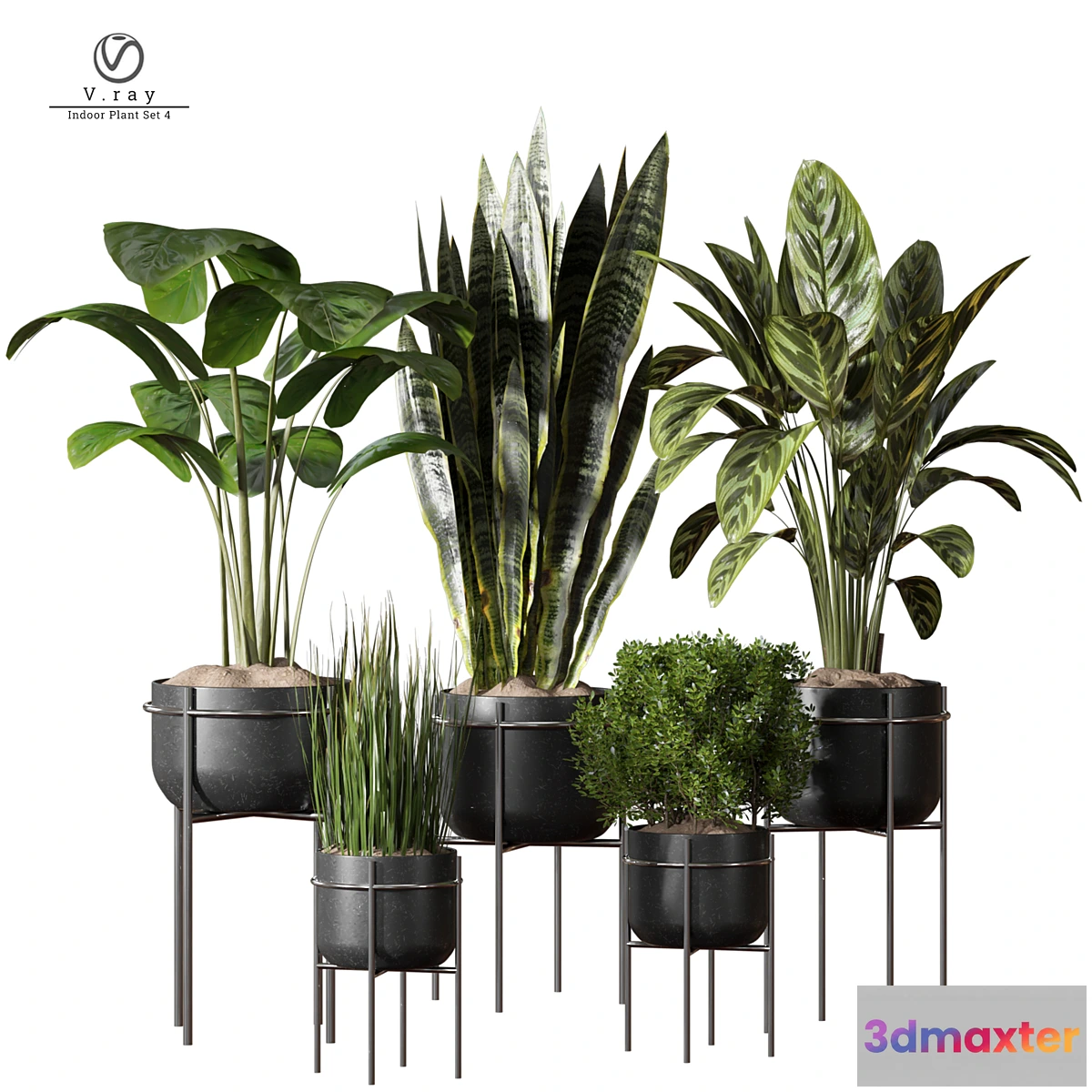 1462512 - indoor Plant 4 3D Max