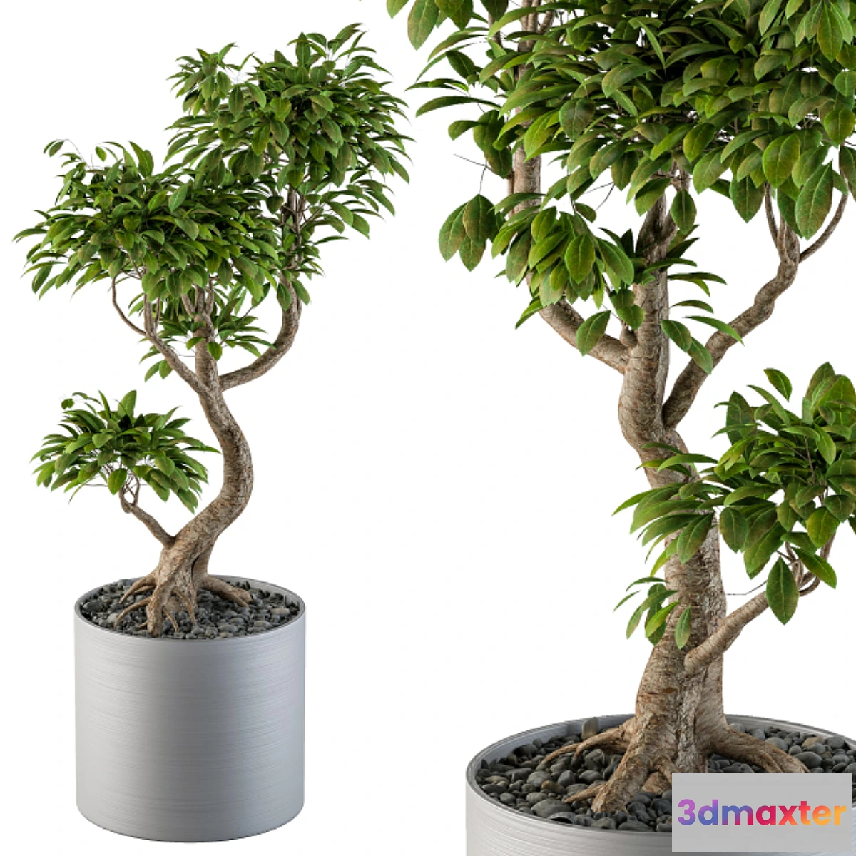 1462744 - Big Bonsai Indoor Tree 3D Max