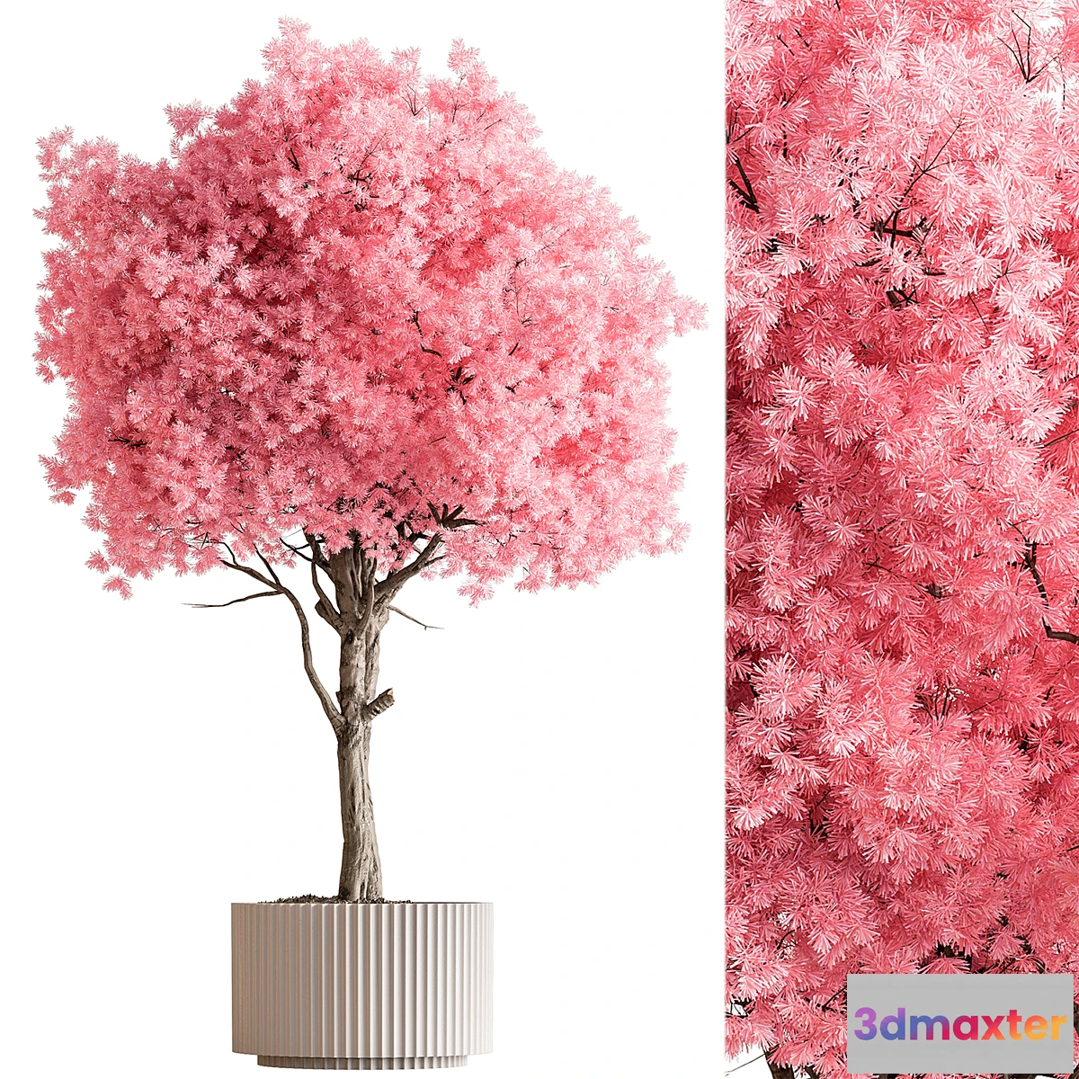 1462926 - Indoor Plant 657 - Pink Tree 3D Max