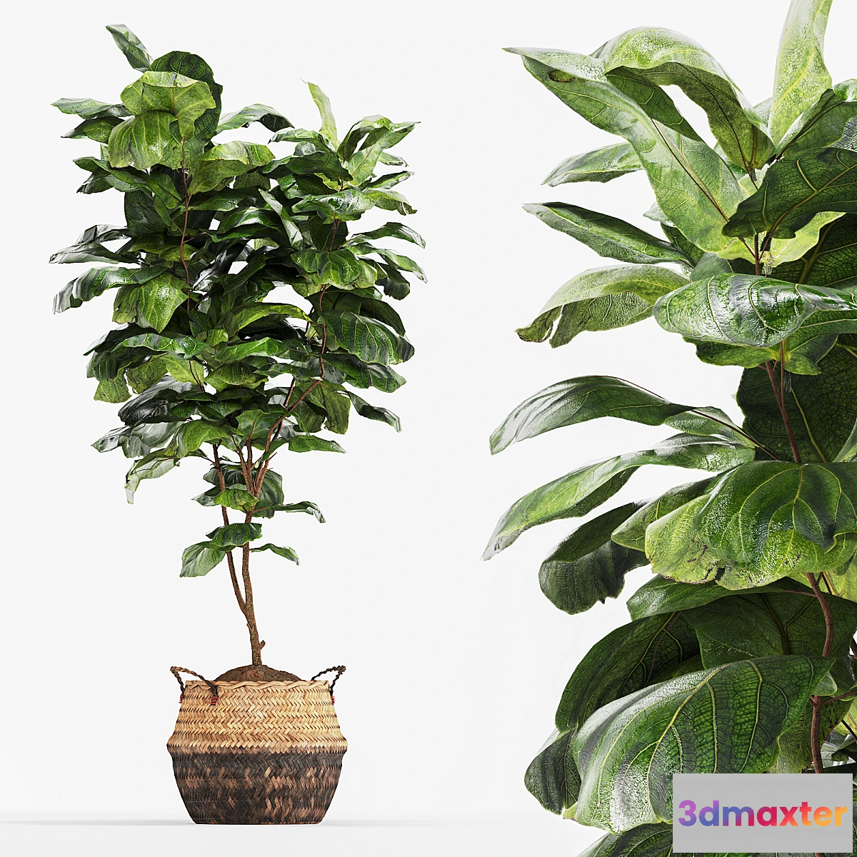 1463206 - Ficus Fiddle Fig Leaf Wicker Pot Indoor Plant Set 3D Max