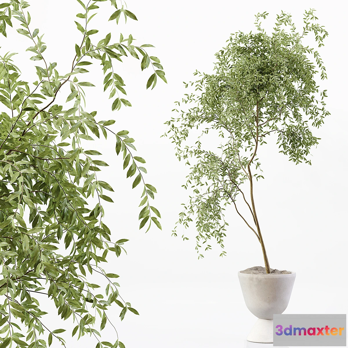 1463564 - Indoor Plant 05 3D Max