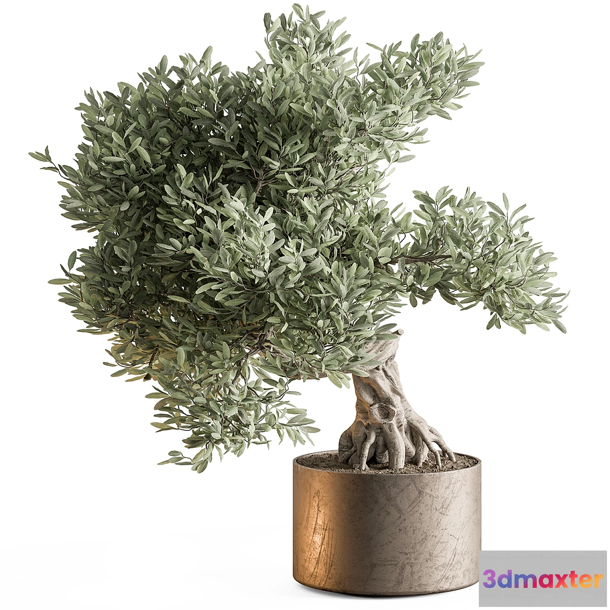 1463950 - indoor Plant 651 - Olive Bonsai 3D Max