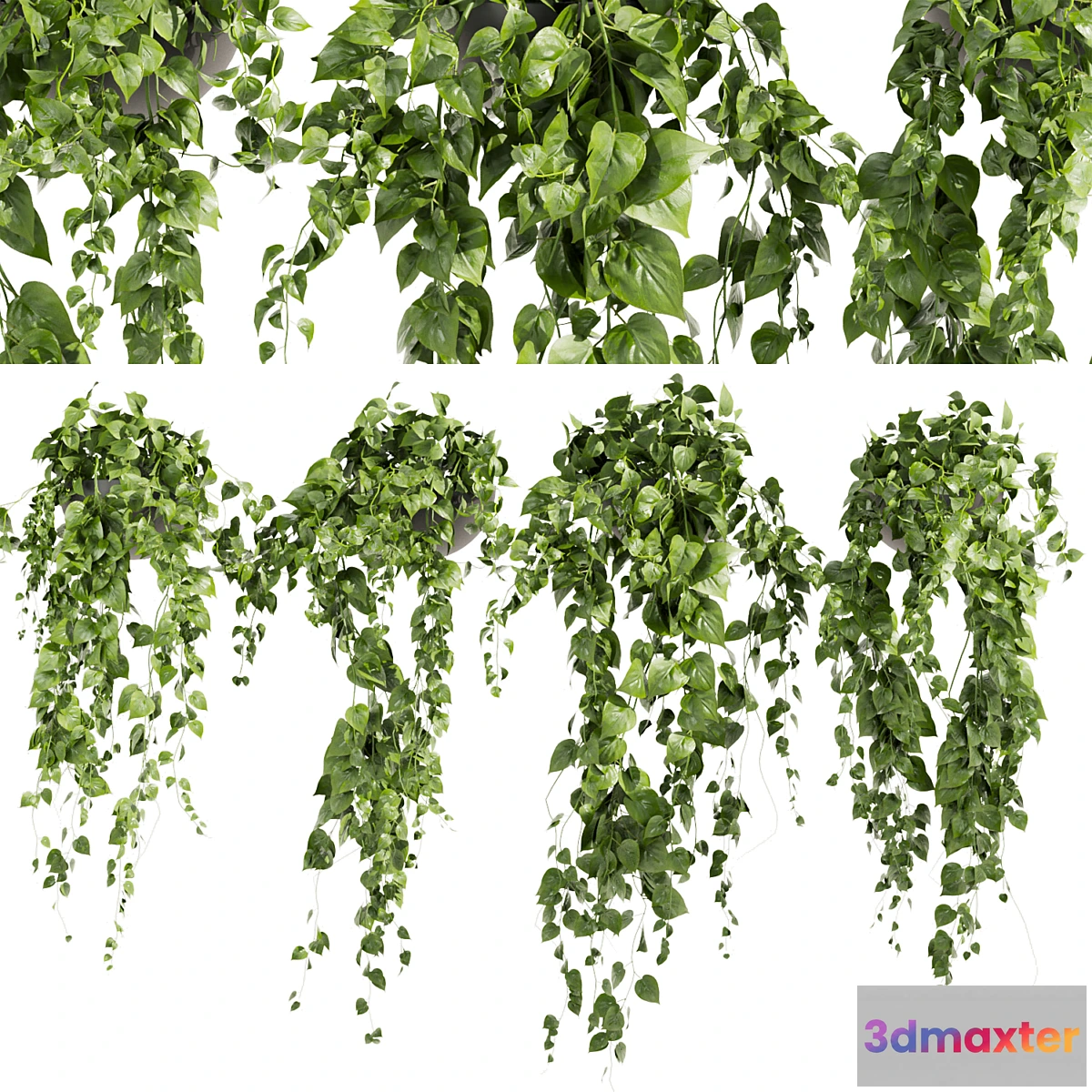 1465608 - Collection plant vol 412 - pothos - hanging - ampelous 3D Max