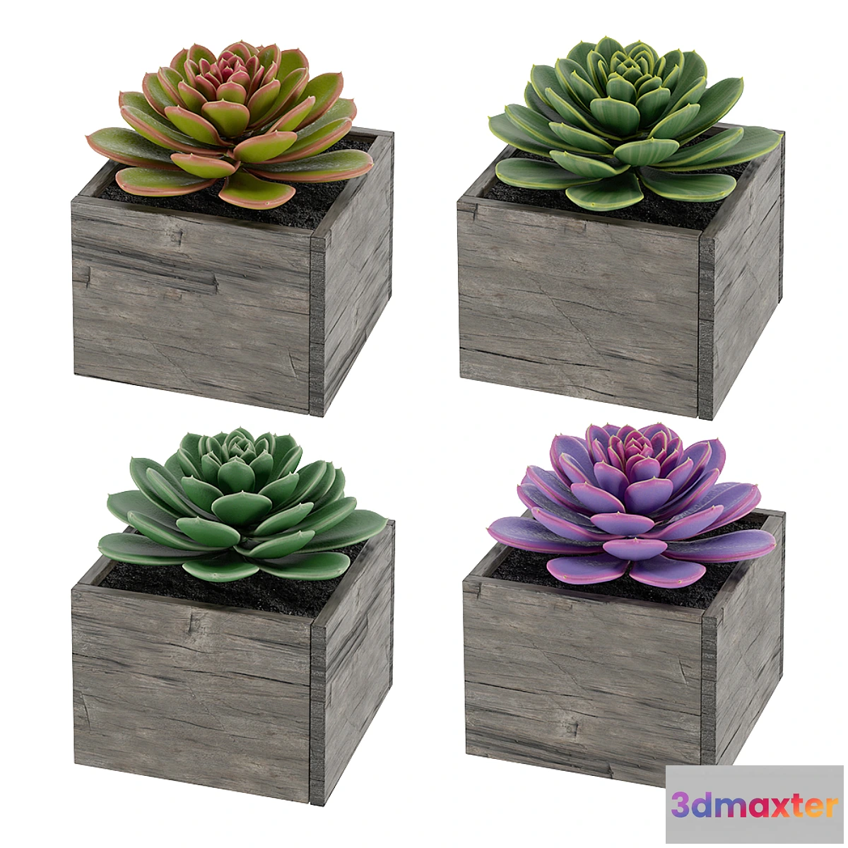 1466100 - Succulents 3D Max