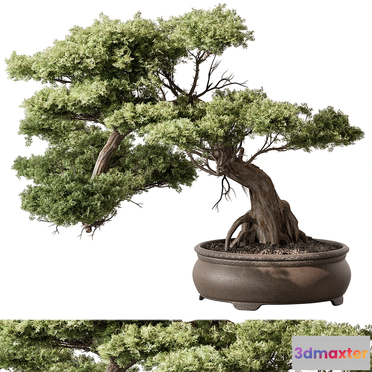 1468416 - indoor Plant 584 - Bonsai Plant 3D Max