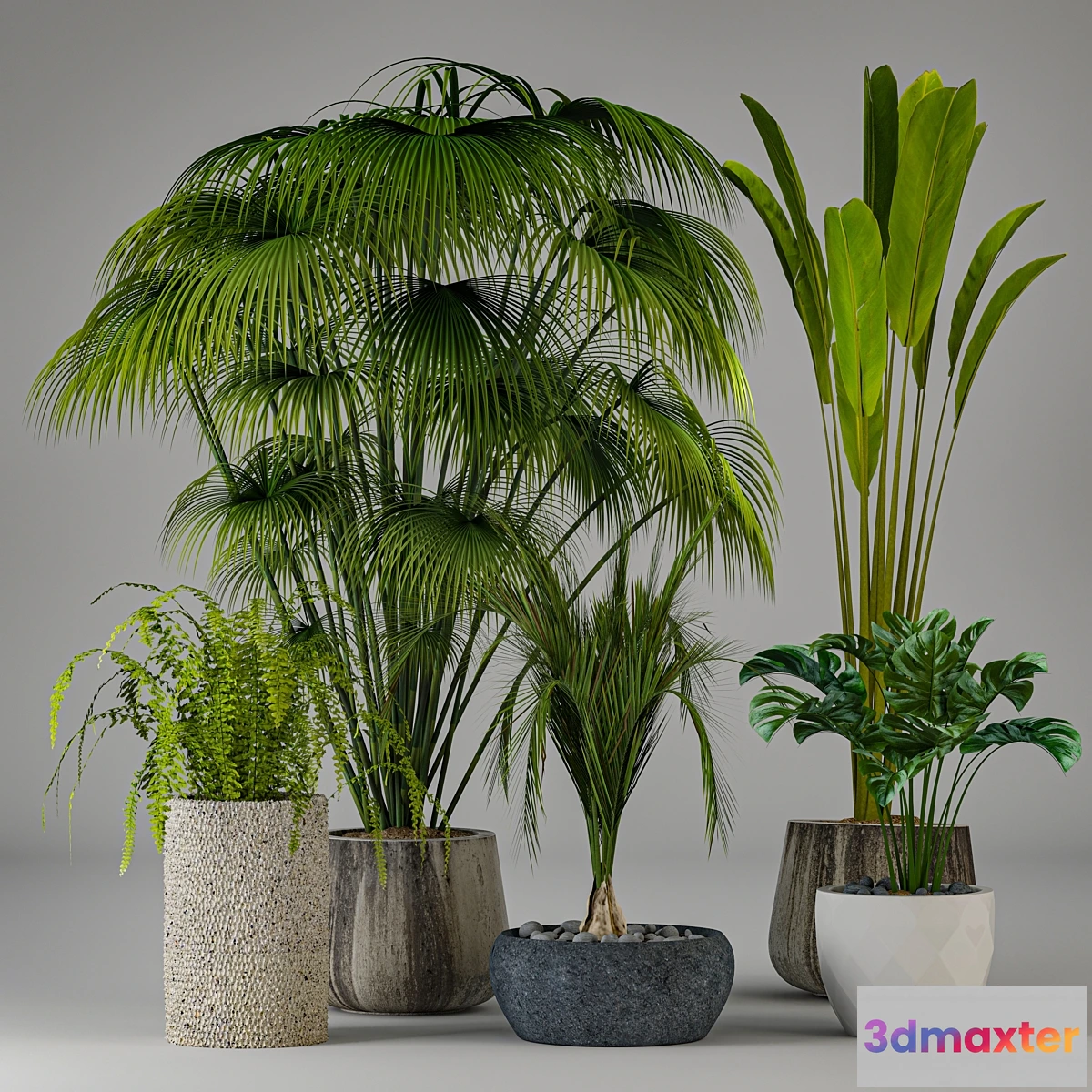 1469120 - Collection of plants 3D Max