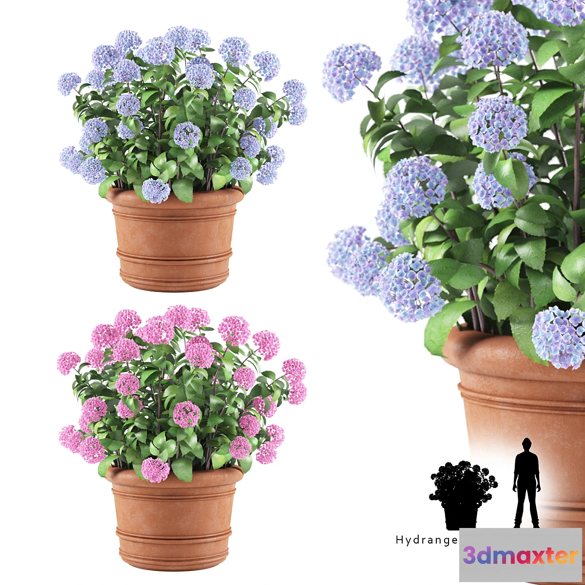 1469166 - Hortense in a plant  Hydrangea macrophylla 3D Max