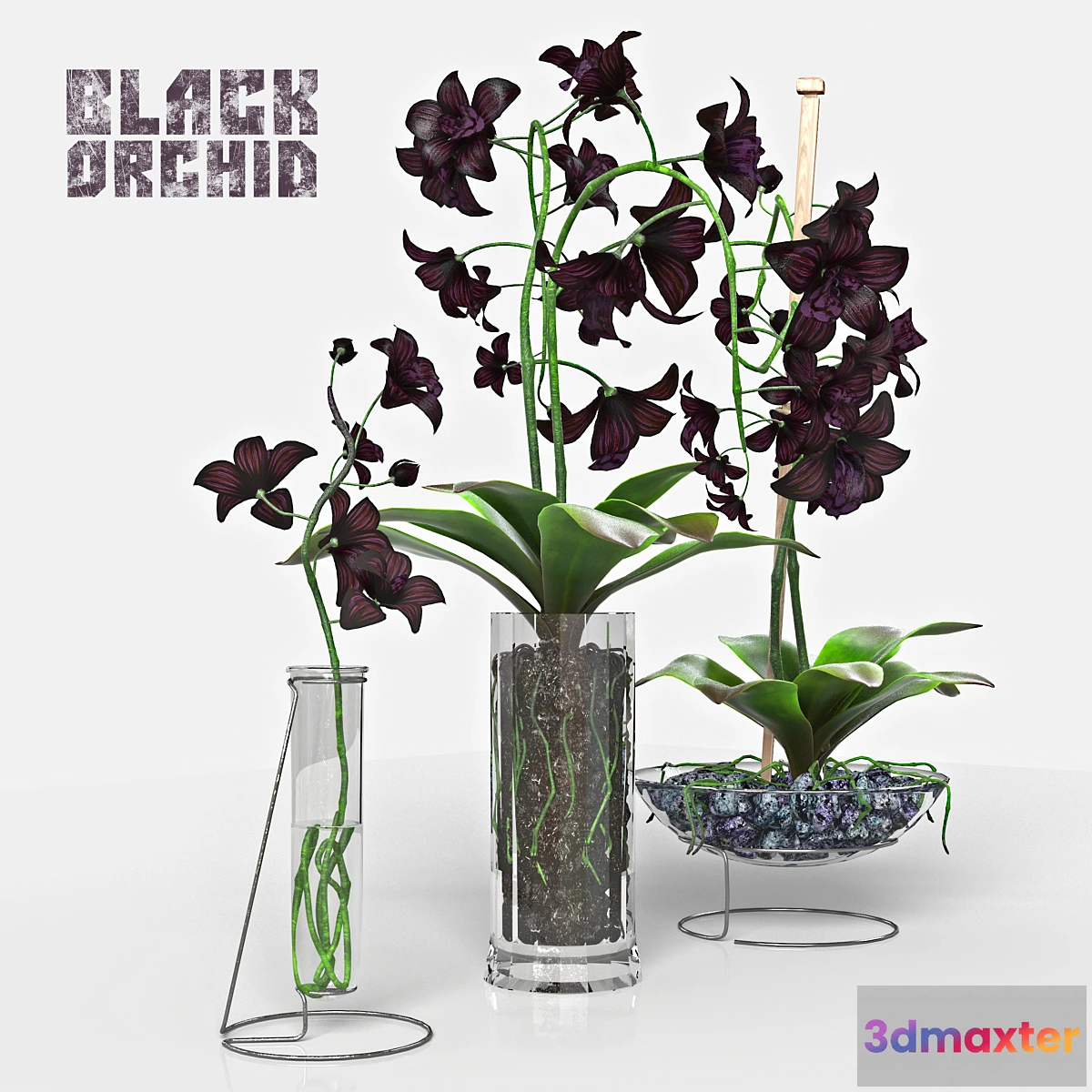 1470362 - Black Orchid set 3D Max