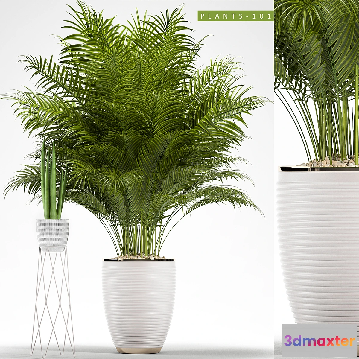 1470834 - PLANTS 101 3D Max