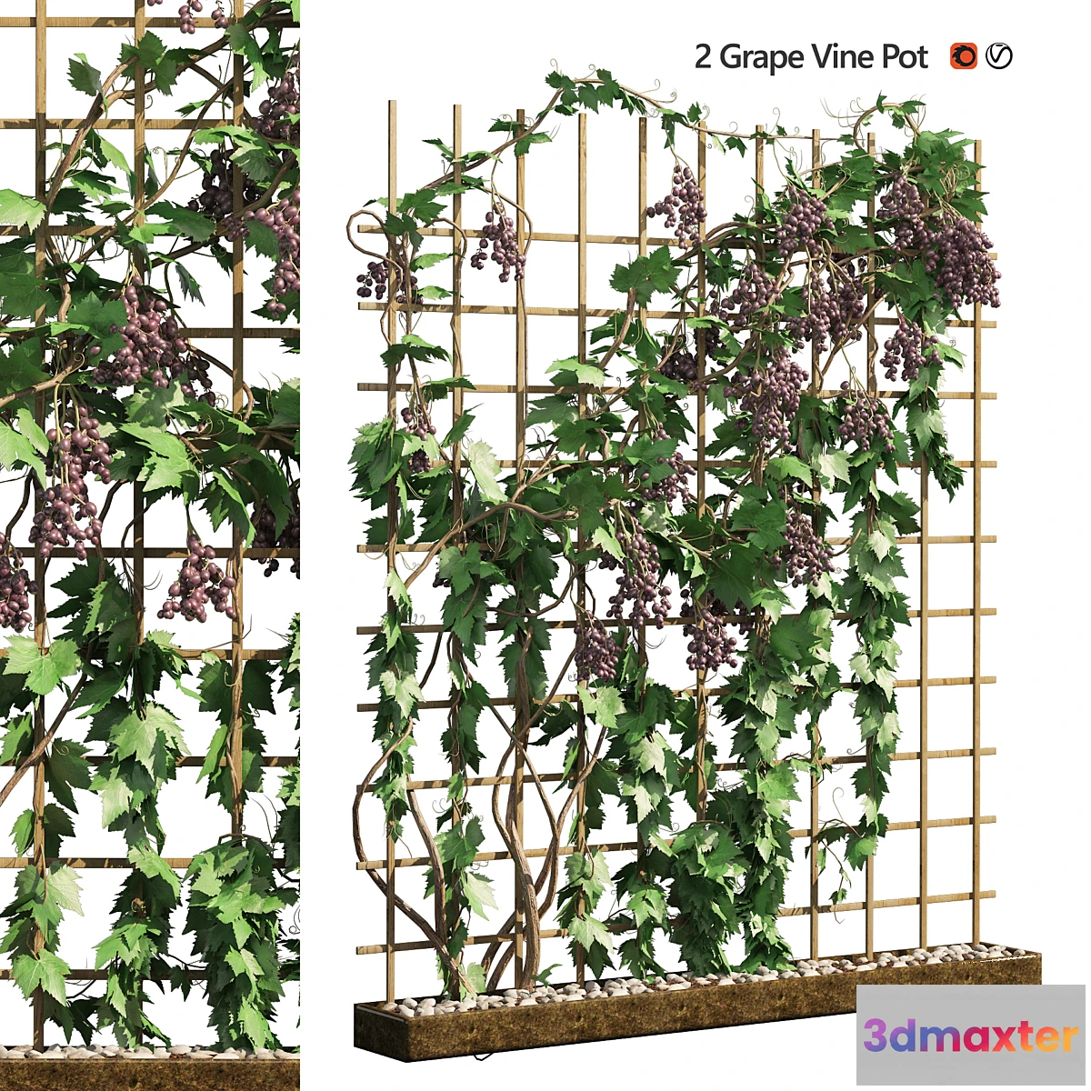 1471000 - 2 Grapevine low and med poly 3D Max