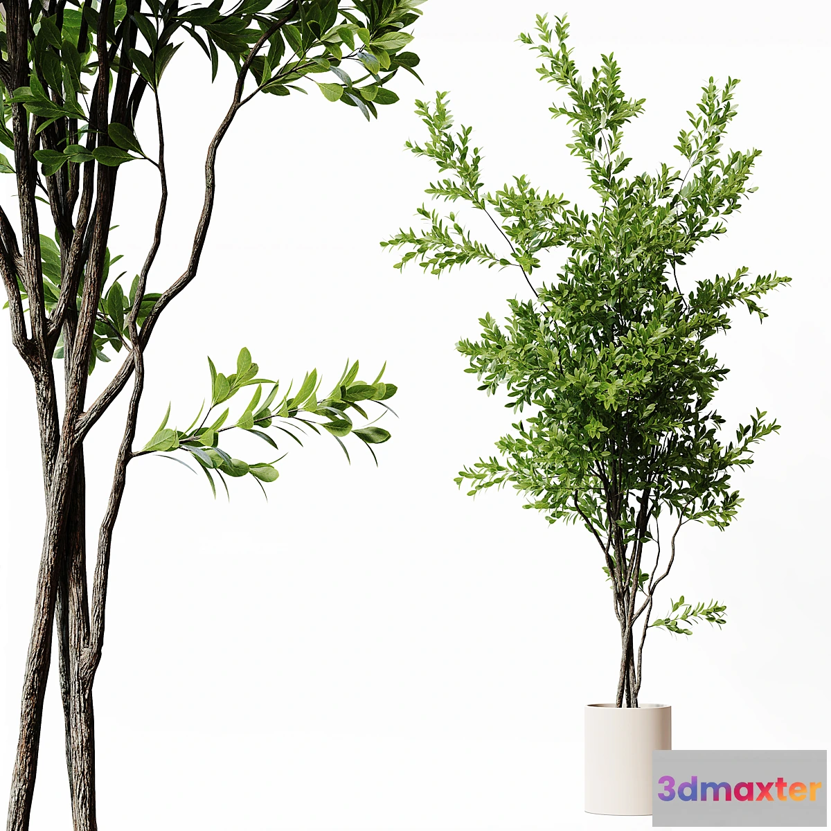 1471762 - Indoor Plant 22 3D Max