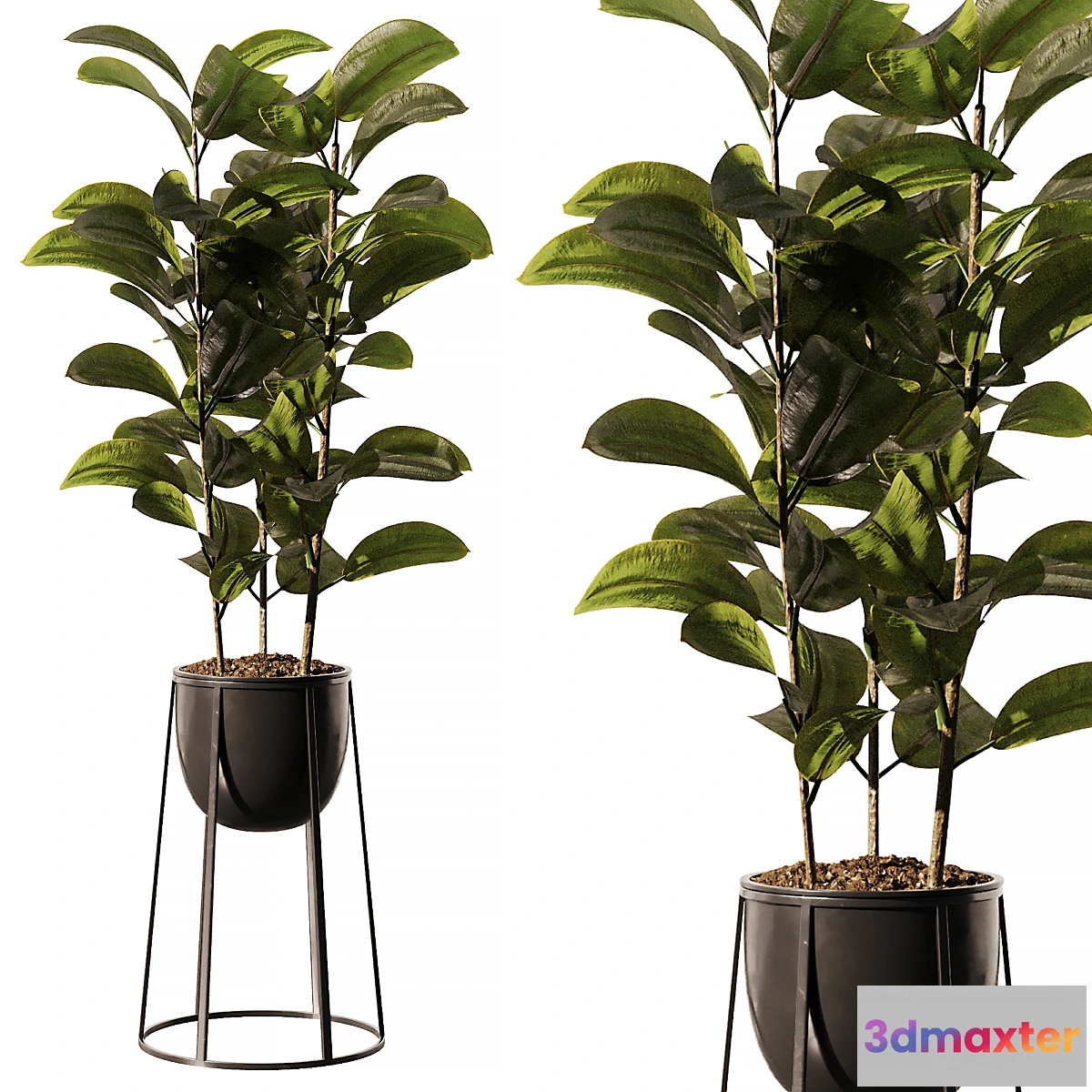 1472446 - Indoor Plant SetV18 - Ficus Stand Pot 3D Max
