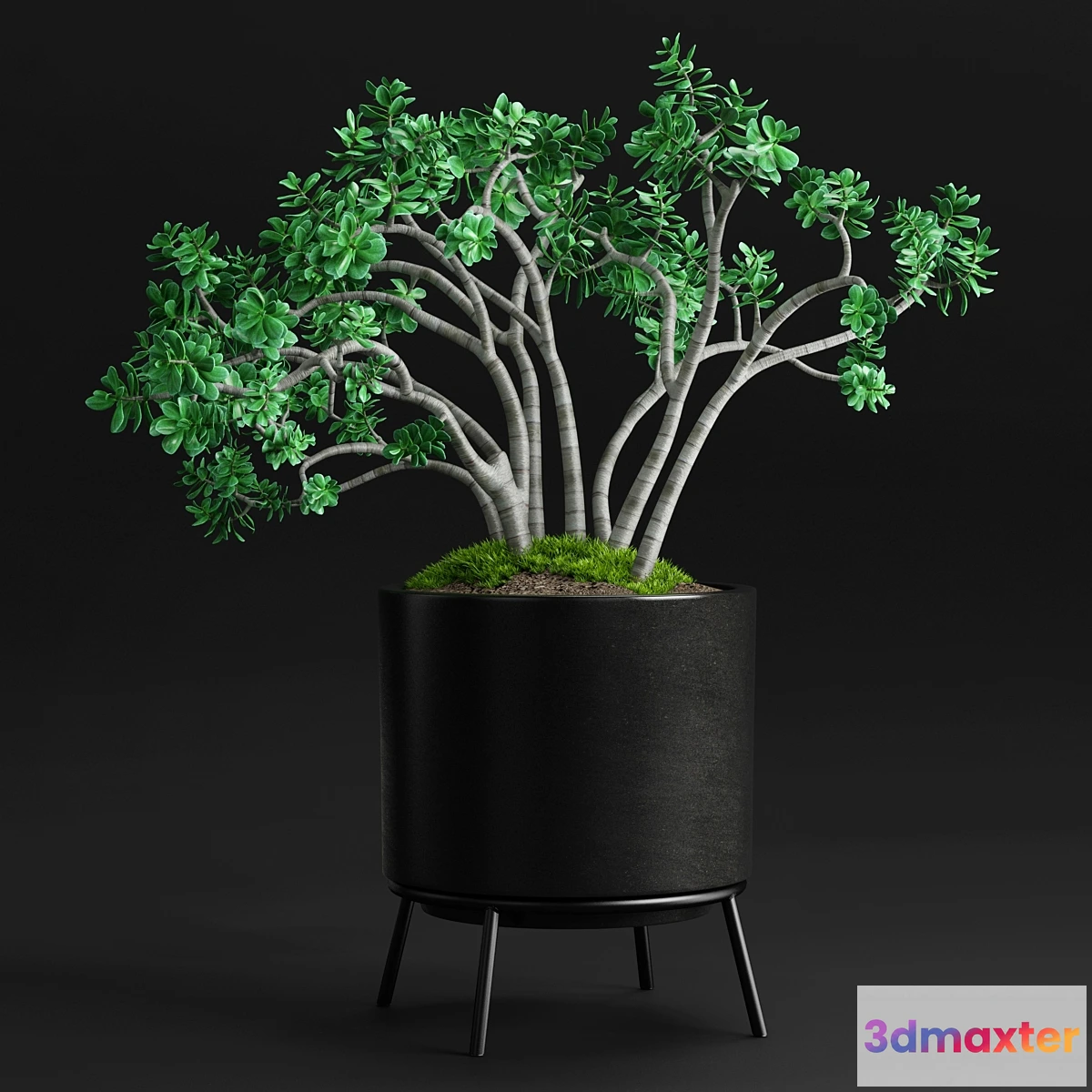 1472512 - Plants and Planters _11 (Jade Plant) 3D Max