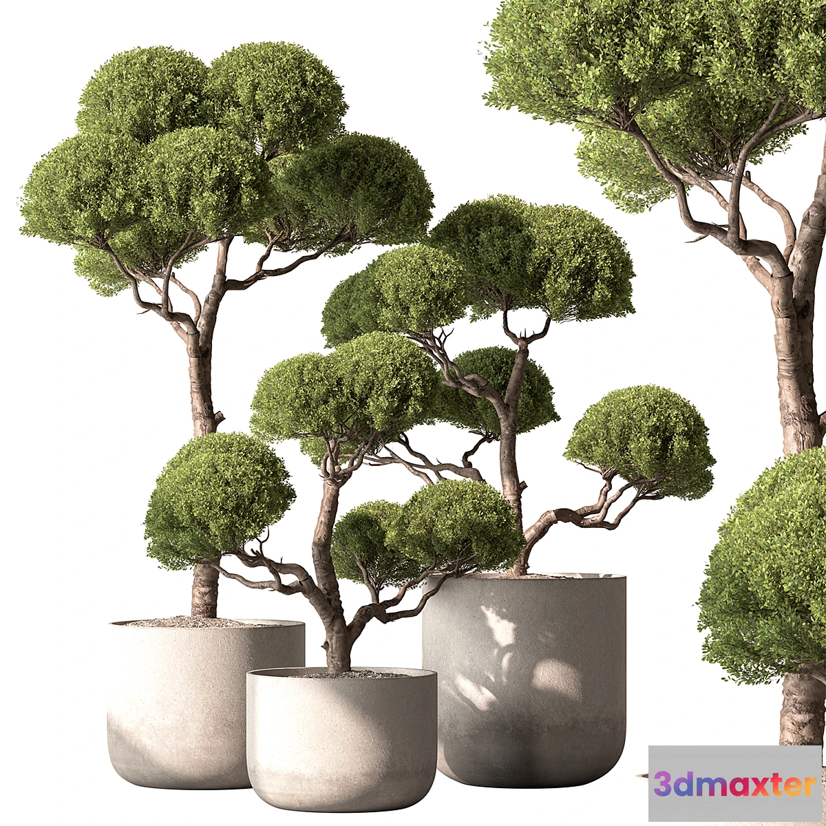 1472916 - Indoor Plant 761 - Tree in Pot 3D Max