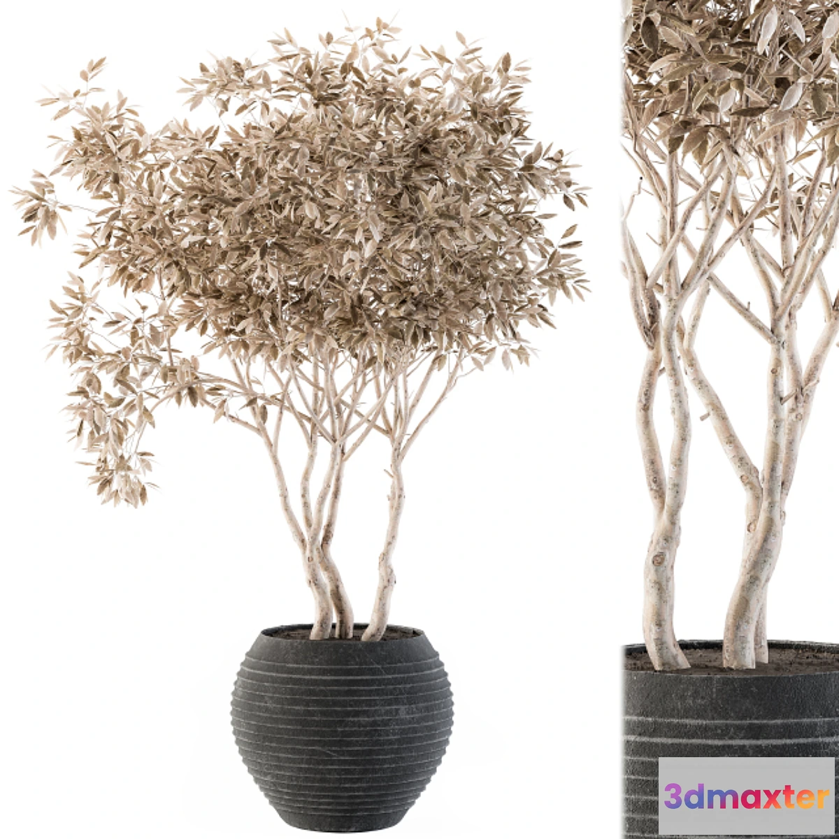 1474418 - indoor Plant Set 99 3D Max