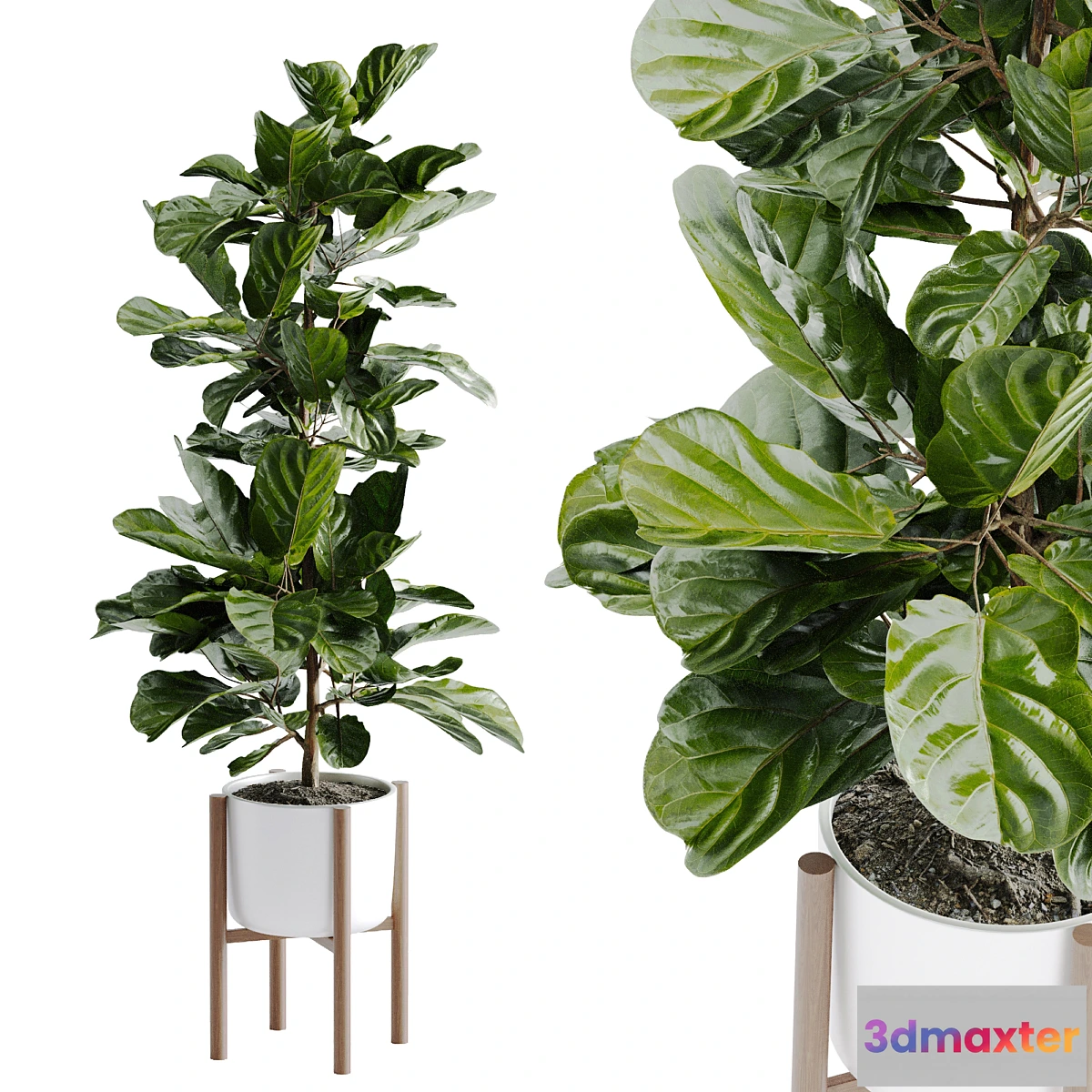 1475524 - Ficus Lyrata Plant 3D Max
