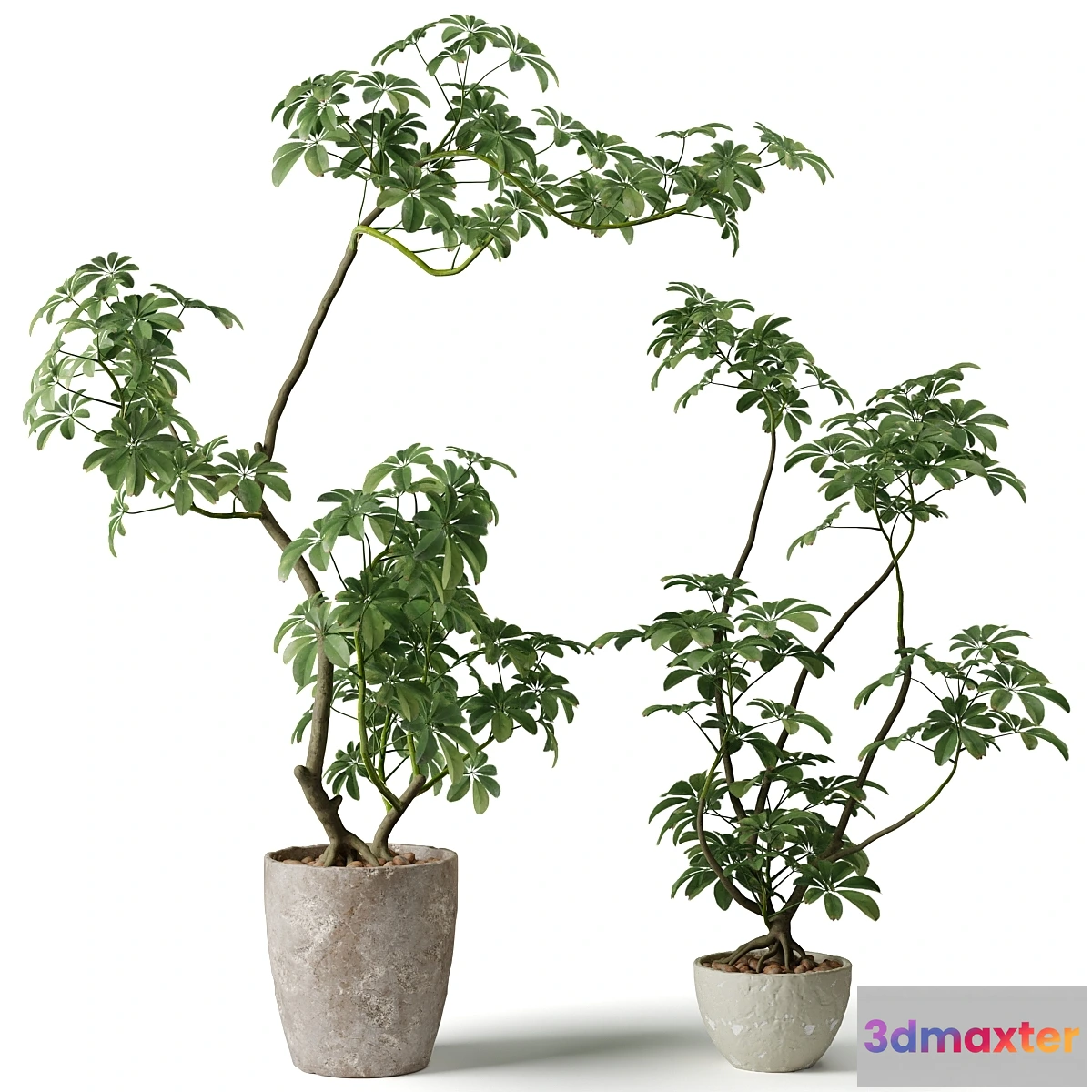 1476464 - Schefflera houseplant 3D Max