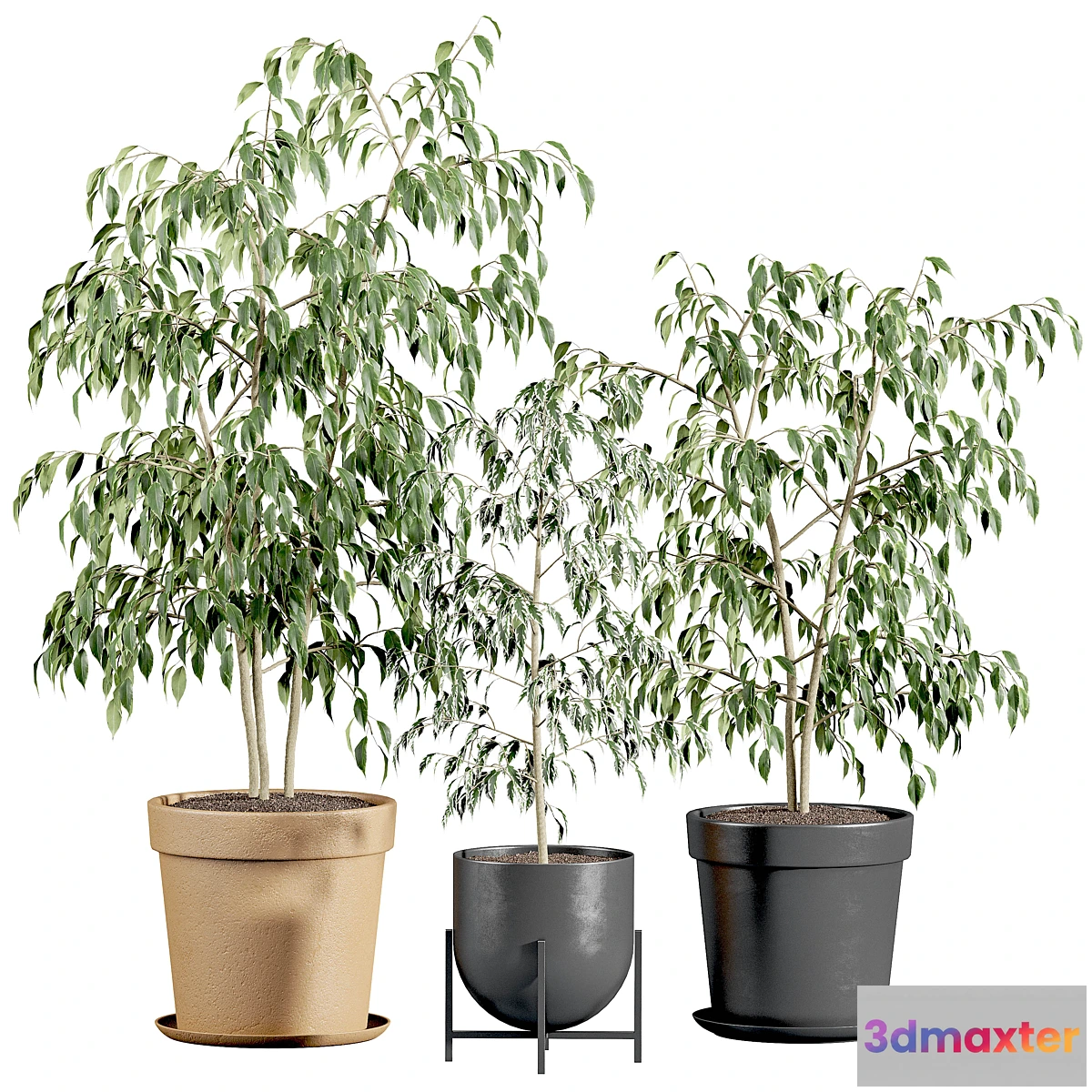1477580 - Ficus benjamin set 3D Max