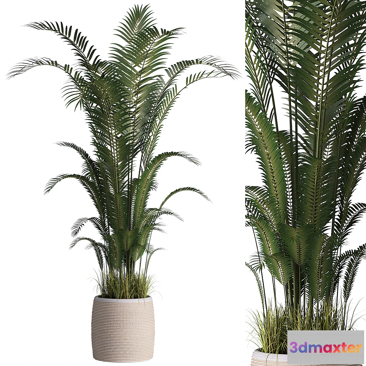 1478544 - Indoor plant set 07 3D Max