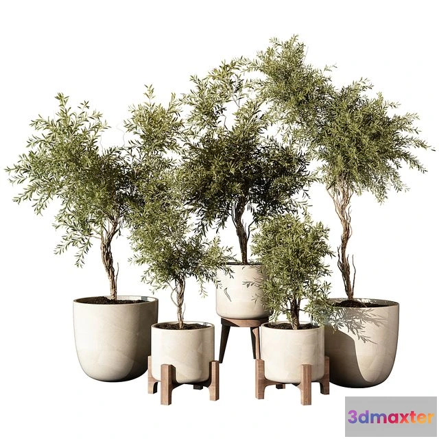 1537614 - Indoor Plant 520 3D Max